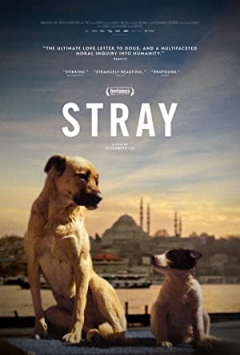 Stray Trailer