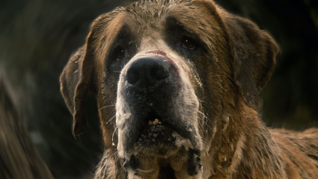 Netflix strikt topregisseur voor Stephen King-film 'Cujo'