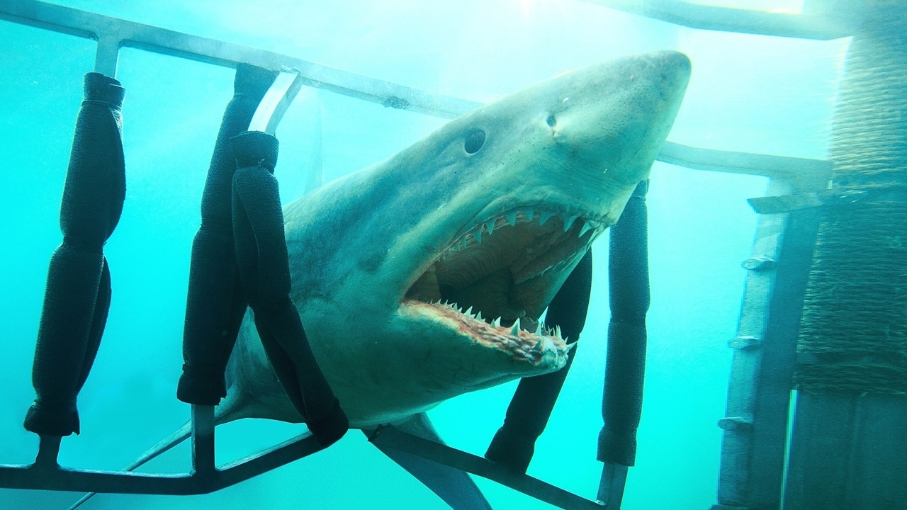 Dé ultieme clash tussen een orka en een witte haai: Na 6 jaar complete stilte verschijnt deze zomer ineens  'Alphas'