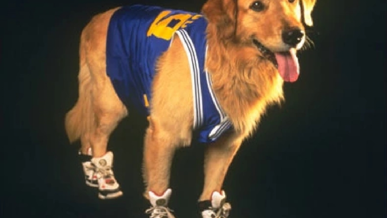 19 September: FilmTotaal feliciteert "Air Bud, Simon Gruber en Alfred Pennyworth"