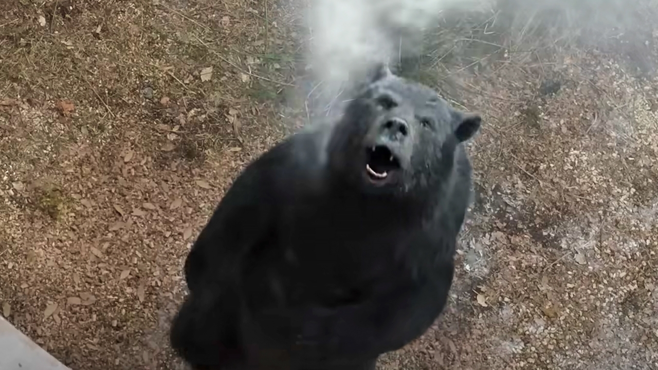 'Cocaine Bear' gezien? Dan is 'Cocaine Bear: The True Story' ook iets voor jou