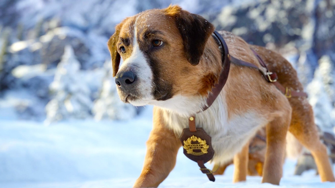 Samen met je hond naar de bioscoop? Dat kan nu!
