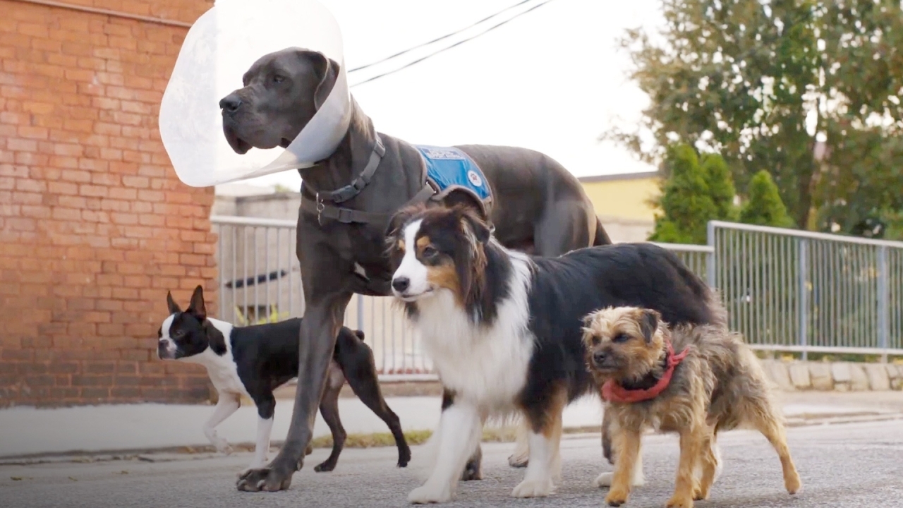 De viervoetige sterren in nieuwe comedy 'Doggy Style' zijn allemaal echt