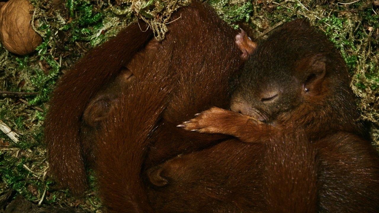 'BBC Earth België': schitterende en razend populaire natuurdocu 'Onze Natuur' nu in de bios