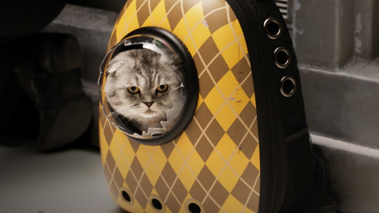 De kat in 'Argylle' met Henry Cavill is net als Baby Yoda in 'The Mandalorian'