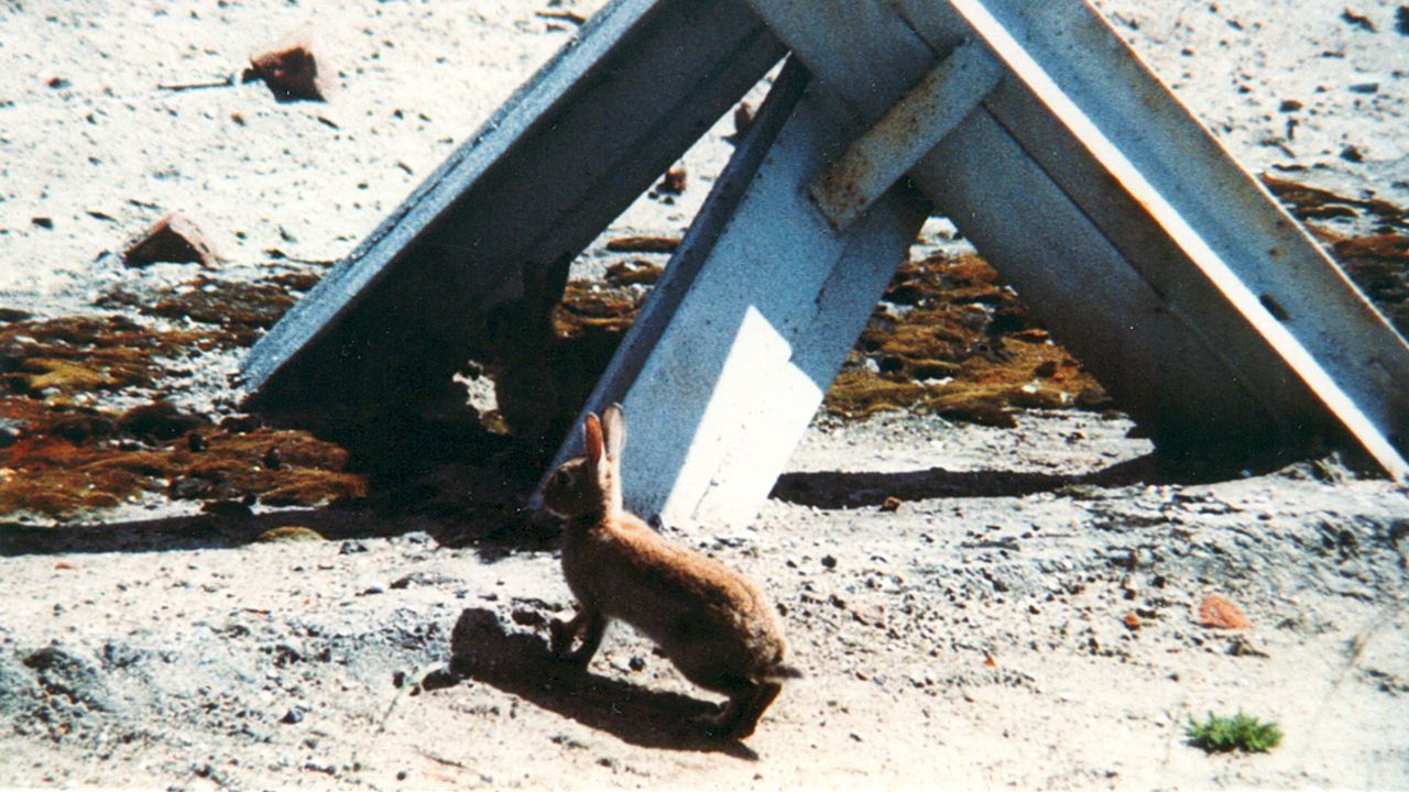 Królik po berlinsku