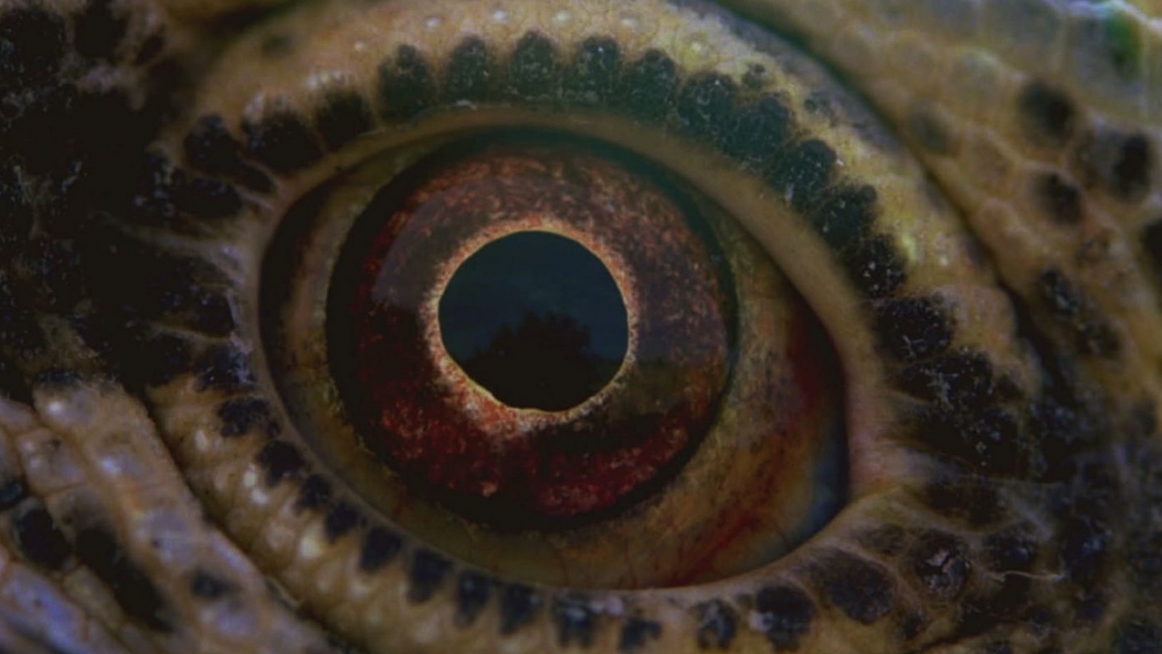 Voyage of Time: Life's Journey