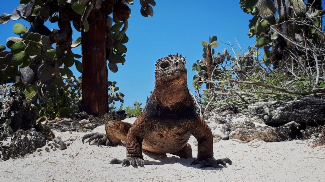 Galapagos: Hope for the Future