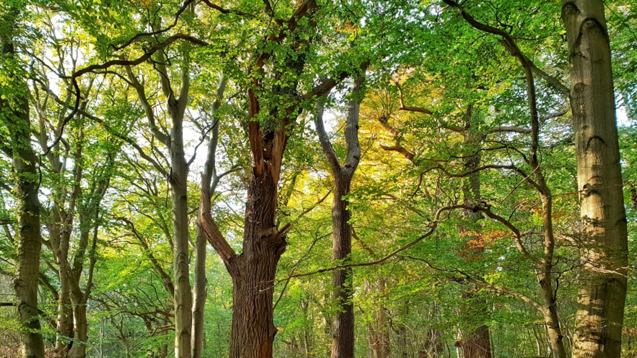 The Hidden Life of Trees