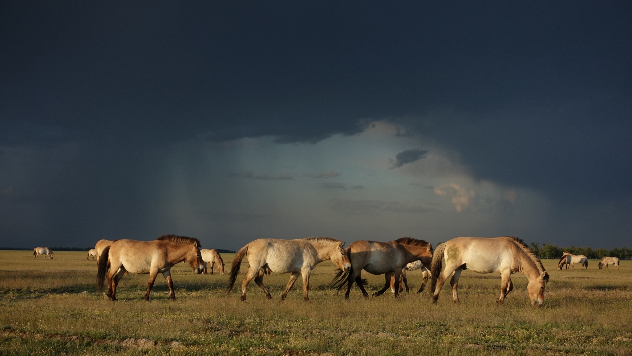 Wild Horses: A Tale from the Puszta