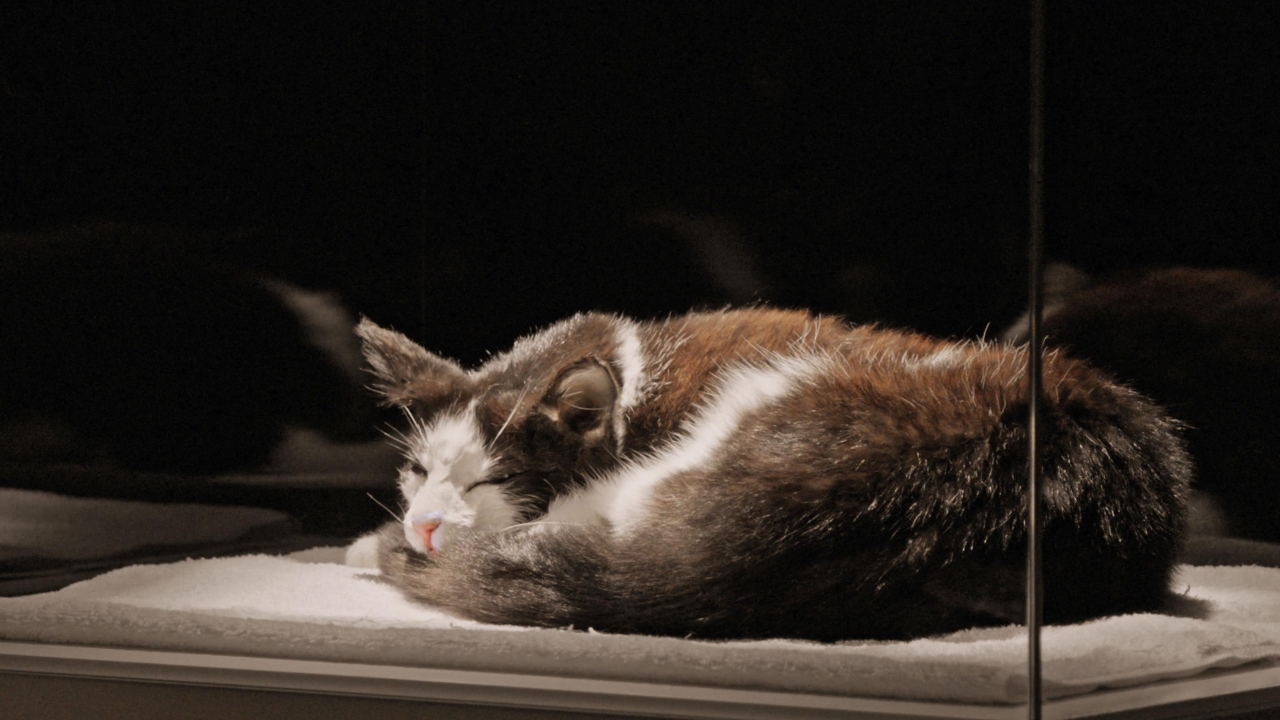 Of Cats, Dogs and Art