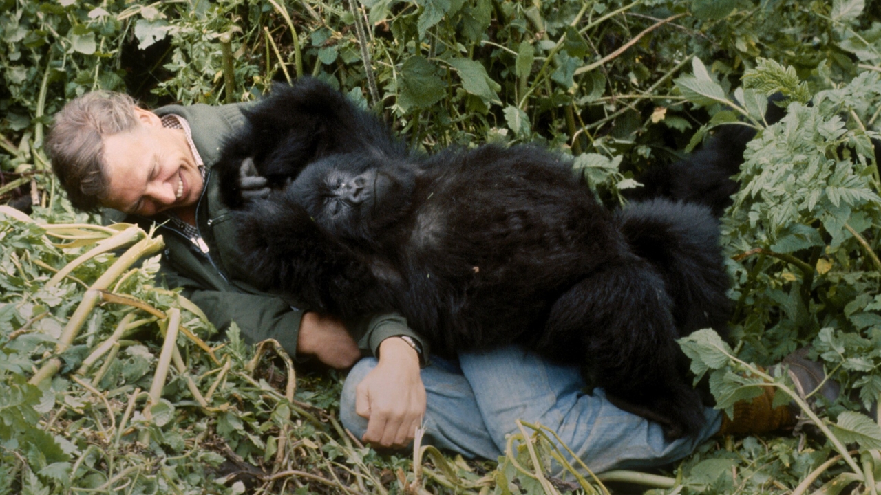 A Gorilla Story: Told by David Attenborough