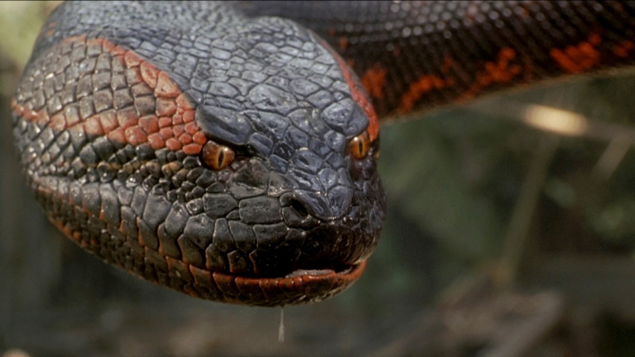 "We moeten die slang doden!": Jack Black onthult al zingend de cast van de 'Anaconda'-reboot