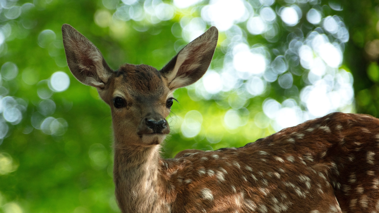 'Bambi': leuk voor de kleintjes, fijn in beeld gebracht