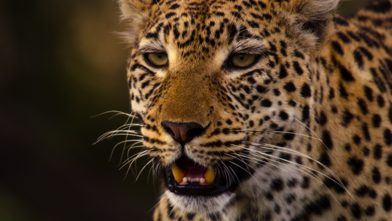 'Living with Leopards': sfeervolle natuurdocumentaire over drie luipaarden op de Botswaanse savanne