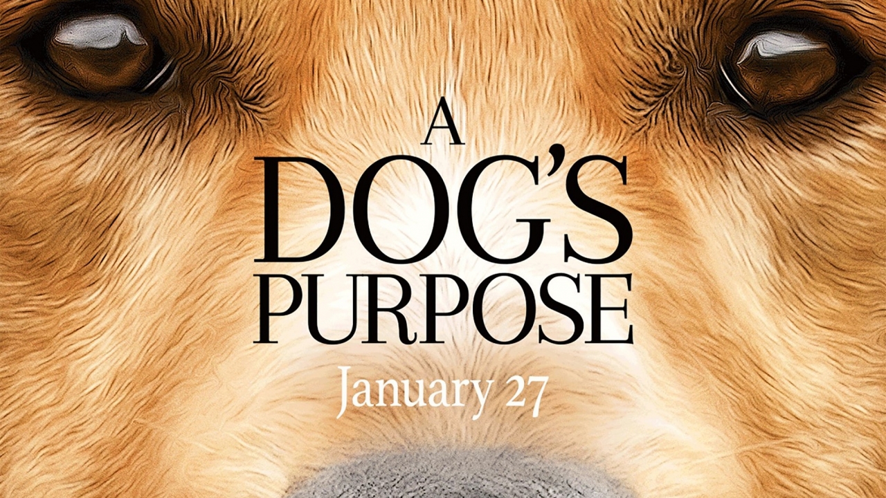 'A Dog's Purpose'-vervolg 'A Dog's Journey' momenteel in de maak
