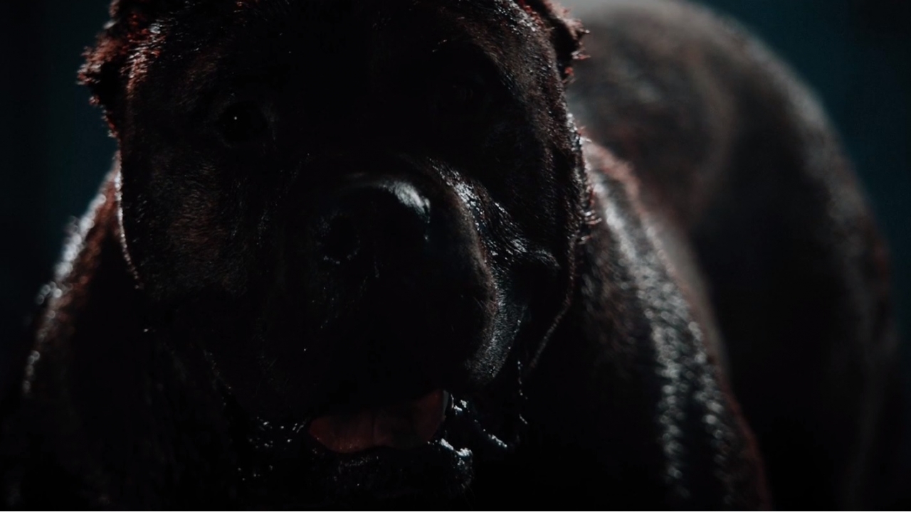 Blu-ray review 'Bullet Head' - met vechthond DeNiro
