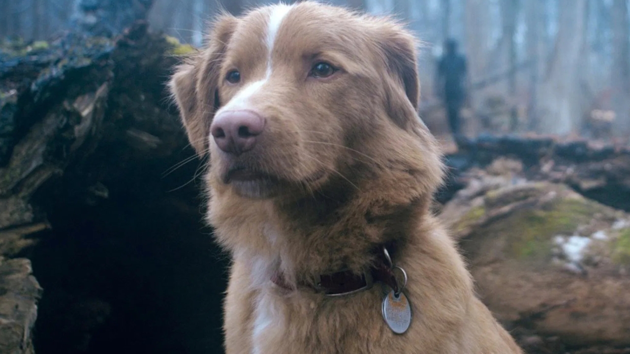 'Overleeft Indy de hond?!' Regisseur van 'Good Boy' breekt eindelijk de stilte