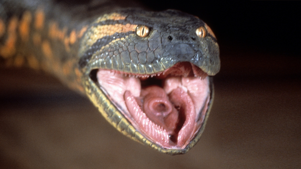 Eerste blik op de monsterlijke slang in de 'Anaconda'-reboot