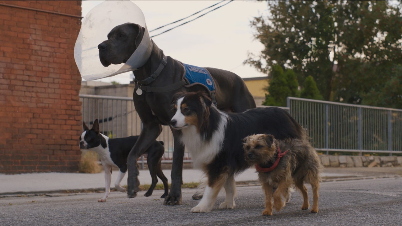 Trailer 'Doggy Style': de volgende grote zomerkomedie van 2023?