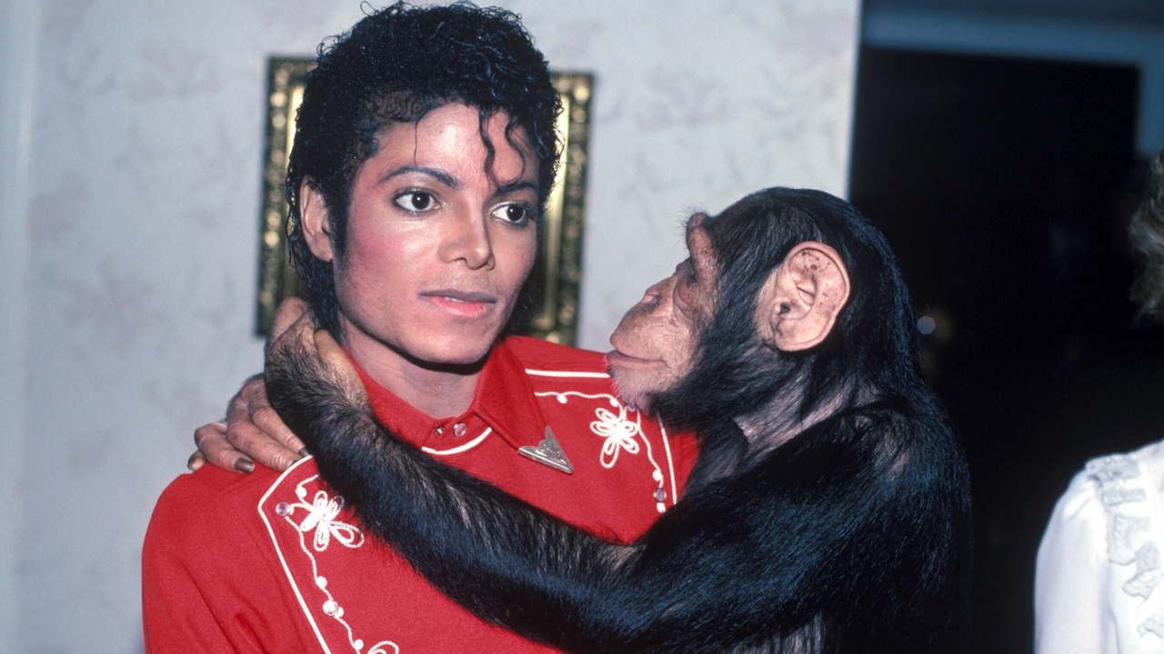 Chimpansee Michael Jackson krijgt eigen film: 'Bubbles'