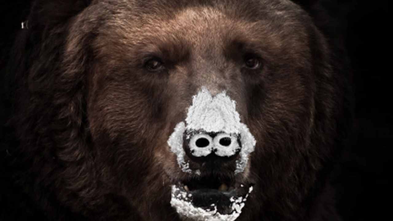 Bizar logo voor 'Cocaine Bear' waarin een grizzlybeer sterft aan een overdosis cocaïne