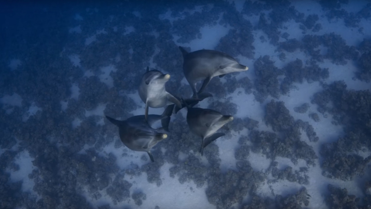 Trailer voor Walt Disney's (mysterieuze) 'Dolphins'