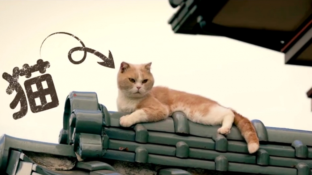 Mysterieuze katten in teaser 'Neko Atsume's Home'