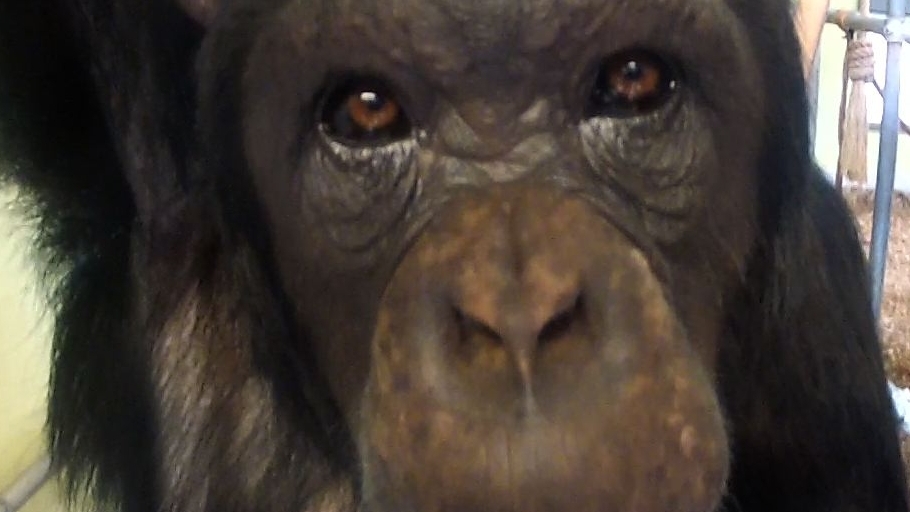 Het Chimpansee Complex