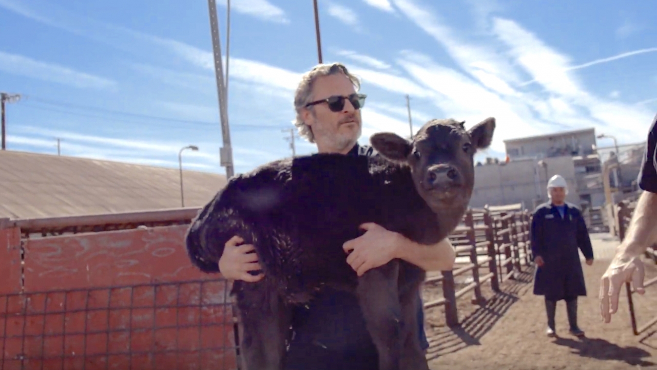 'Joker'-acteur Joaquin Phoenix bevrijdt koeien uit slachthuis (video)