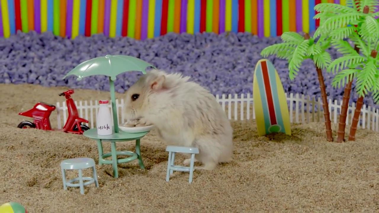 Hamstereeeen: de 5 leukste hamsters uit de filmwereld