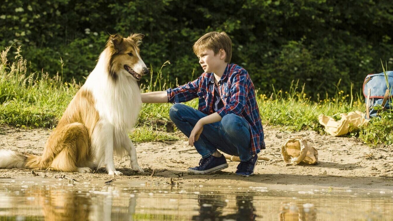 Hondenliefhebbers: 'Lassie' is terug!