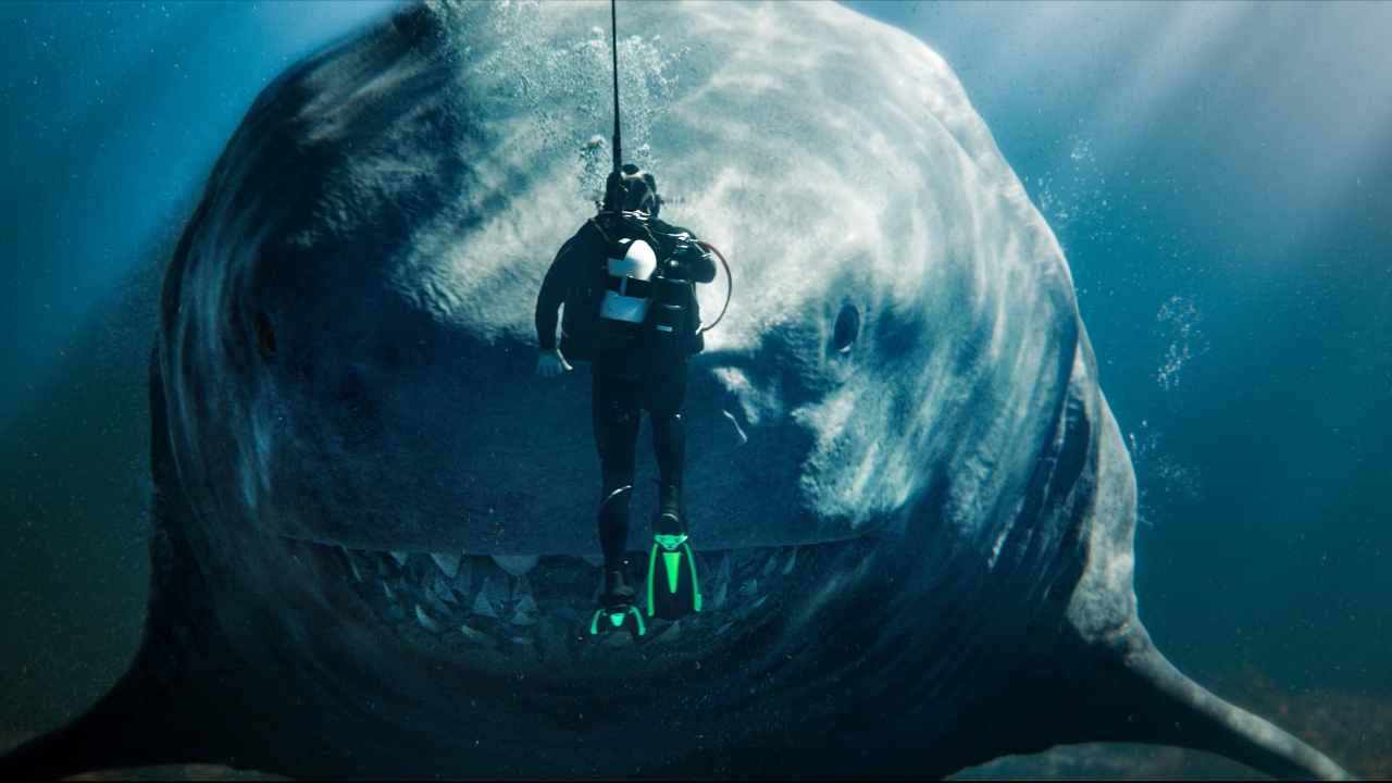 Hoe groot zijn de dodelijke haaien in films als 'The Meg', 'Jaws' en 'Sous la Seine' eigenlijk?