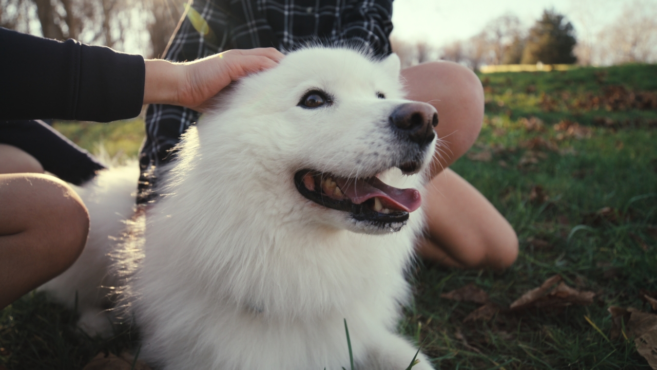 'Inside the Mind of a Dog': prima documentaire, maar zeker niet (h)onderscheidend