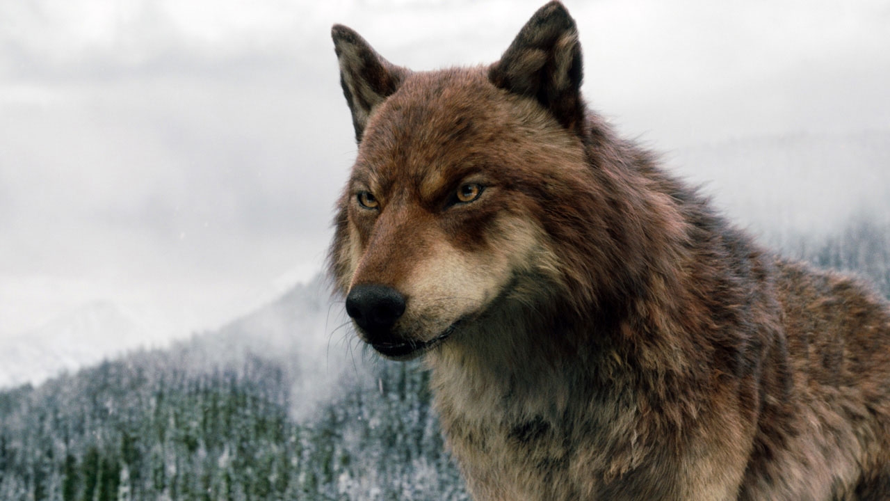 De wolf is terug in Nederland: check hier 5 fantastische filmwolven