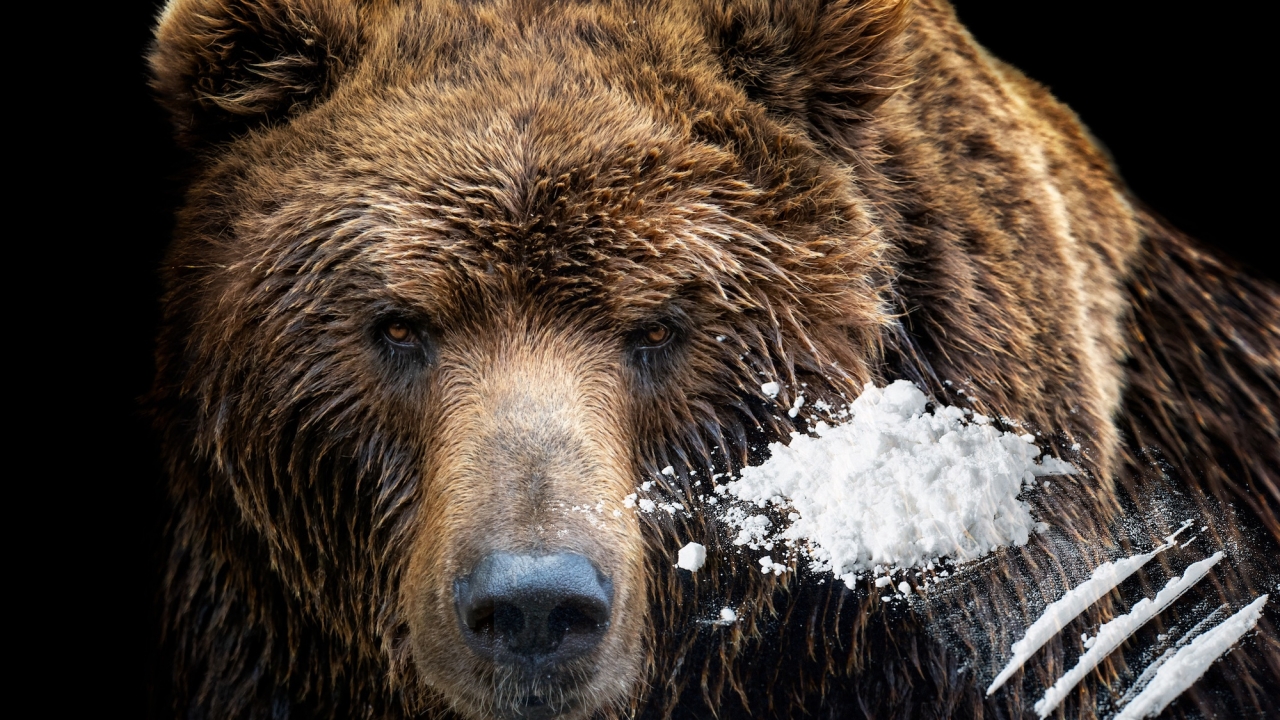 Recensie 'Cocaine Bear': "Het meeste budget ging waarschijnlijk naar de beer!"