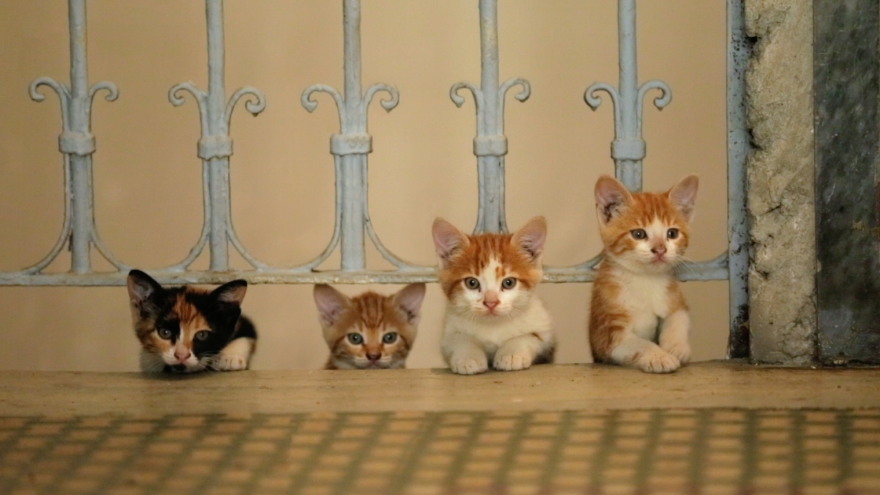 Katten, katers en poesjes in trailer 'Kedi'