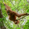 Secret Lives of Orangutans