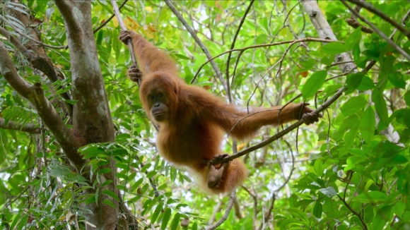 Secret Lives of Orangutans