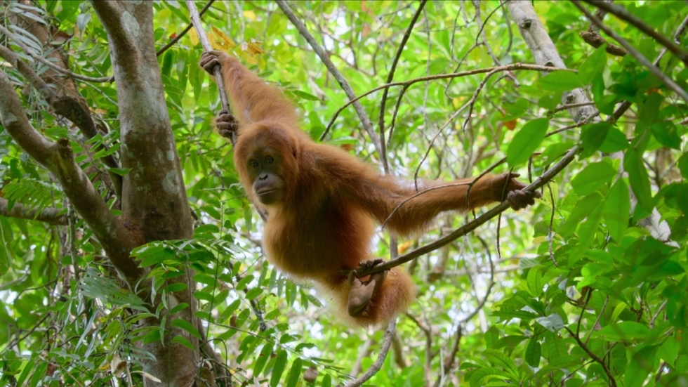 'Secret Lives of Orangutans': wat zou de (dieren)wereld toch zonder David Attenborough moeten?