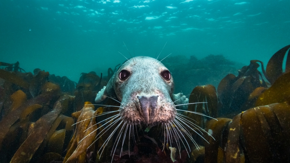 Wonderschone natuurdocu 'De wilde Noordzee' spoelt deze week aan in de cinema