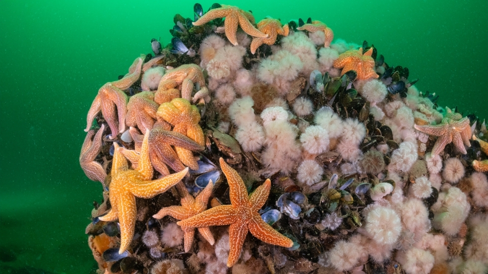 'De Wilde Noordzee': Nederlands grootste natuurgebied prachtig in beeld gebracht