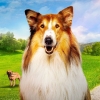 Lassie: Een Nieuw Avontuur