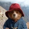 Paddington in Peru