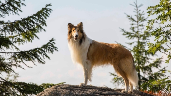Lassie: Een Nieuw Avontuur