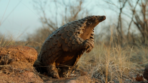 Pangolin: Kulu's Journey