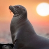 Sea Lions of the Galapagos