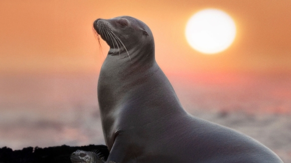 Sea Lions of the Galapagos