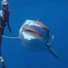 Shark Whisperer