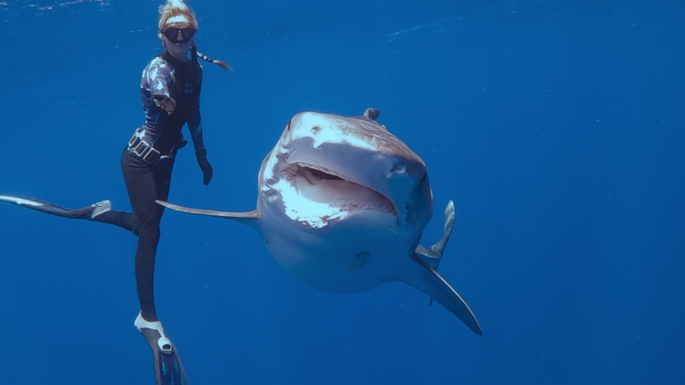 'The Shark Whisperer': intrigerende documentaire over de vrouw die haaien aaibaar maakte